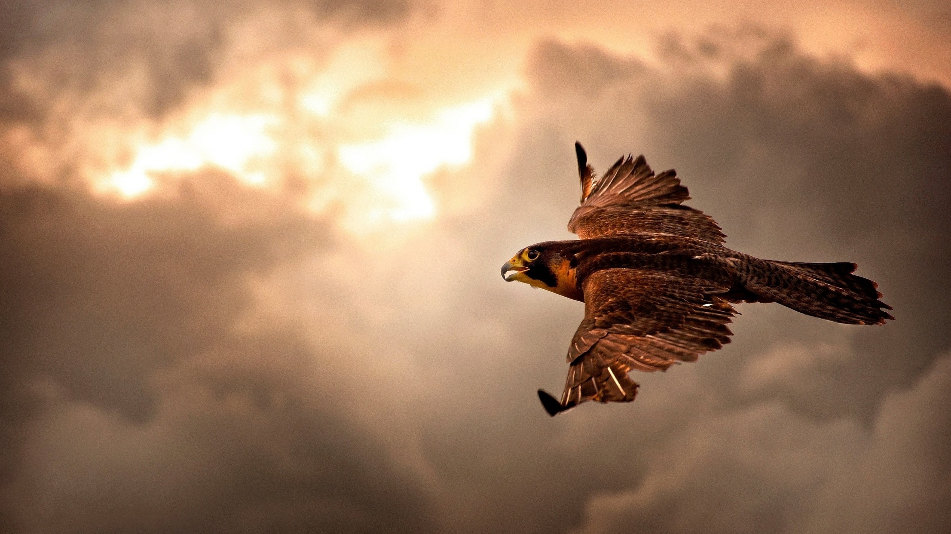 falco in volo